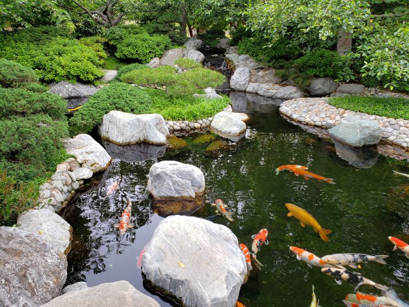 Koi Pond Construction in Honolulu, HI