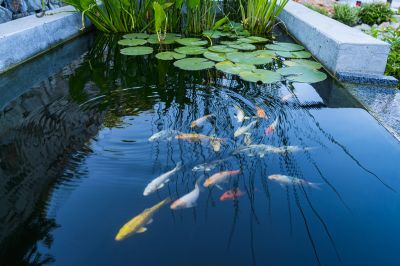 Pond Cleaning in Honolulu, HI