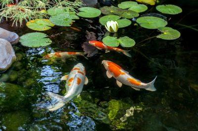 Keep Fish and Wildlife Safe